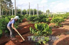 Central Highlands to replant coffee trees on 19,000 hectares