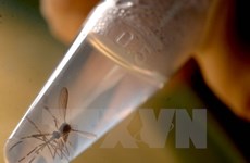 HCM City implements measures to control Zika virus 