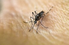 New Zika cases reported in Philippines, Singapore 