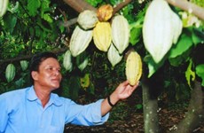 Cocoa to be grown with cashew trees 