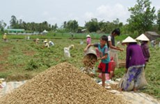 Tra Vinh helps SMEs enhance peanut value