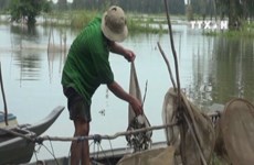 Late floods affect Mekong Delta residents 