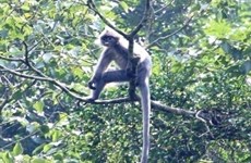 Rare animal released into wild in Ca Mau
