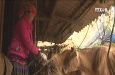 UNDP-funded project promotes poverty reduction
