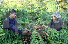 Dak Lak strives to increase processed coffee exports