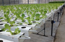 Hydroponics benefits growers in Da Lat
