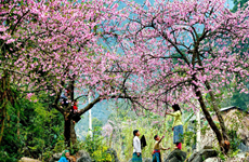 Cherry blossoms on former battlefield stun visitors