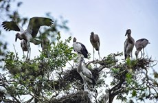 Rare birds crowd in Tram Chim National Park