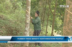 Rubber trees benefit northwestern people