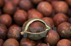 Macadamia growers advised to be cautious