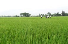 Clean farming method benefits QuangTri’s needy people