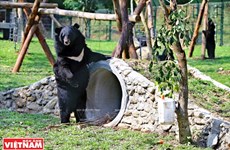 New home for rescued capitive bears in Vinh Phuc