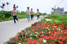 Flowers blossom along countryside roads in Nam Dinh