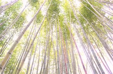 Cao Bang boasts film set-like bamboo forests 