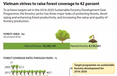 Vietnam strives to raise forest coverage to 42 percent