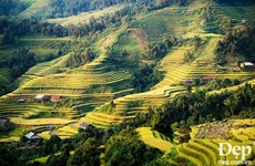 Terraced rice fields in Hoang Su Phi in ripe season