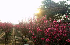 Irregular weather worries peach blossoms growers