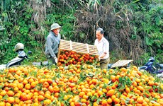 Orange trees yield unexpected results for ethnic groups in Yen Bai