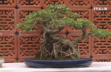 Art of bonsai appeals to more people