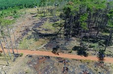 Dak Nong: Pine forests along Highway 28 being wiped out