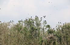 Asian openbill storks flock to Gao Giong cajuput forest in Dong Thap