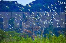 "Stork island" in Gia Lac, Ninh Binh