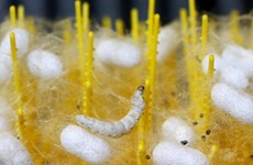 Silkworms ‘trained' to weave blankets