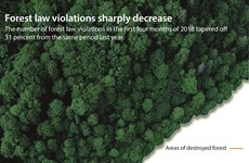 Forest law violations sharply decrease