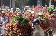 Luc Ngan lychee farmers enjoy early harvest