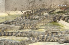Crocodile farmers warned of possible oversupply
