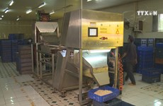Cashew businesses lack capital, materials