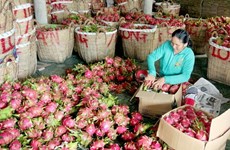 Sweet dragon fruit season for Binh Thuan farmers