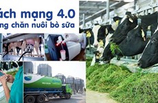 Vinamilk to expand milch cow farms