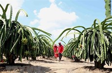 UKVFTA hoped to push door larger for Vietnamese agricultural exports