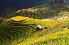 Ha Giang promotes beauty of Hoang Su Phi terraced fields online 