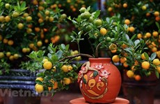 Kumquat – enduring symbol of Tet 