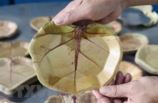 Phu Yen man makes unique plates from sea grape leaves