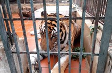 10 years of conservation: how many tigers left in the wild in Vietnam?