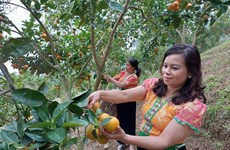 Off-season orange orchards on Moc Chau plateau appeal to visitors 