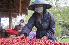 Higher coffee exports to UK brewing under mutual FTA