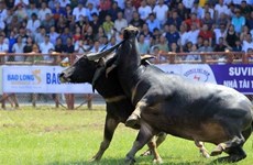 Do Son buffalo fighting festival resumed in Hai Phong