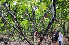 A trip to a cacao garden in Buon Ma Thuot city 