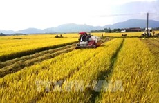 Agricultural sector strives to surpass targets