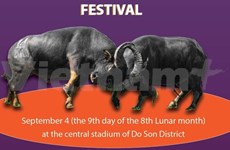 Unique Do Son buffalo fighting festival 2022