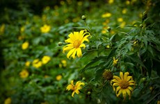 Dien Bien: Wild sunflowers in full bloom