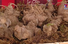 Boosting investment in Lai Chau ginseng