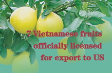 Seven Vietnamese fruits officially licensed for export to US