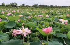Dong Thap exerts efforts to enrich from lotus
