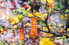 Yellow apricot blossom – flower of traditional Tet