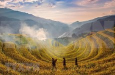 Exploring terraced rice fields in Yen Bai province